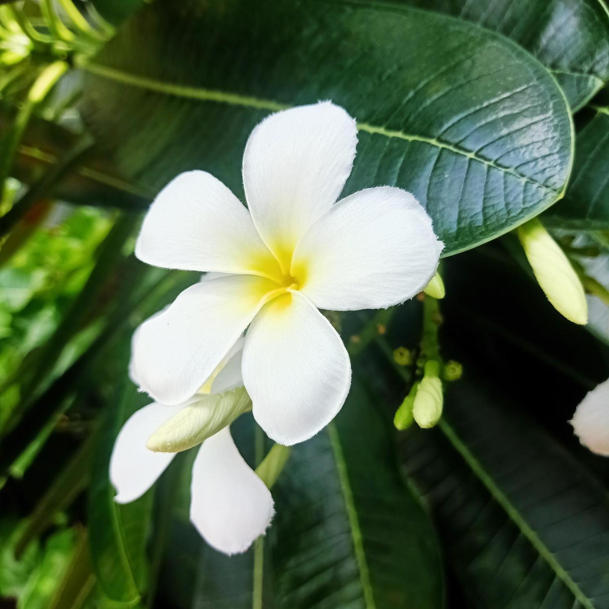 Siam Tara Resort Chiangkhong Csiangkhong Szoba fotó